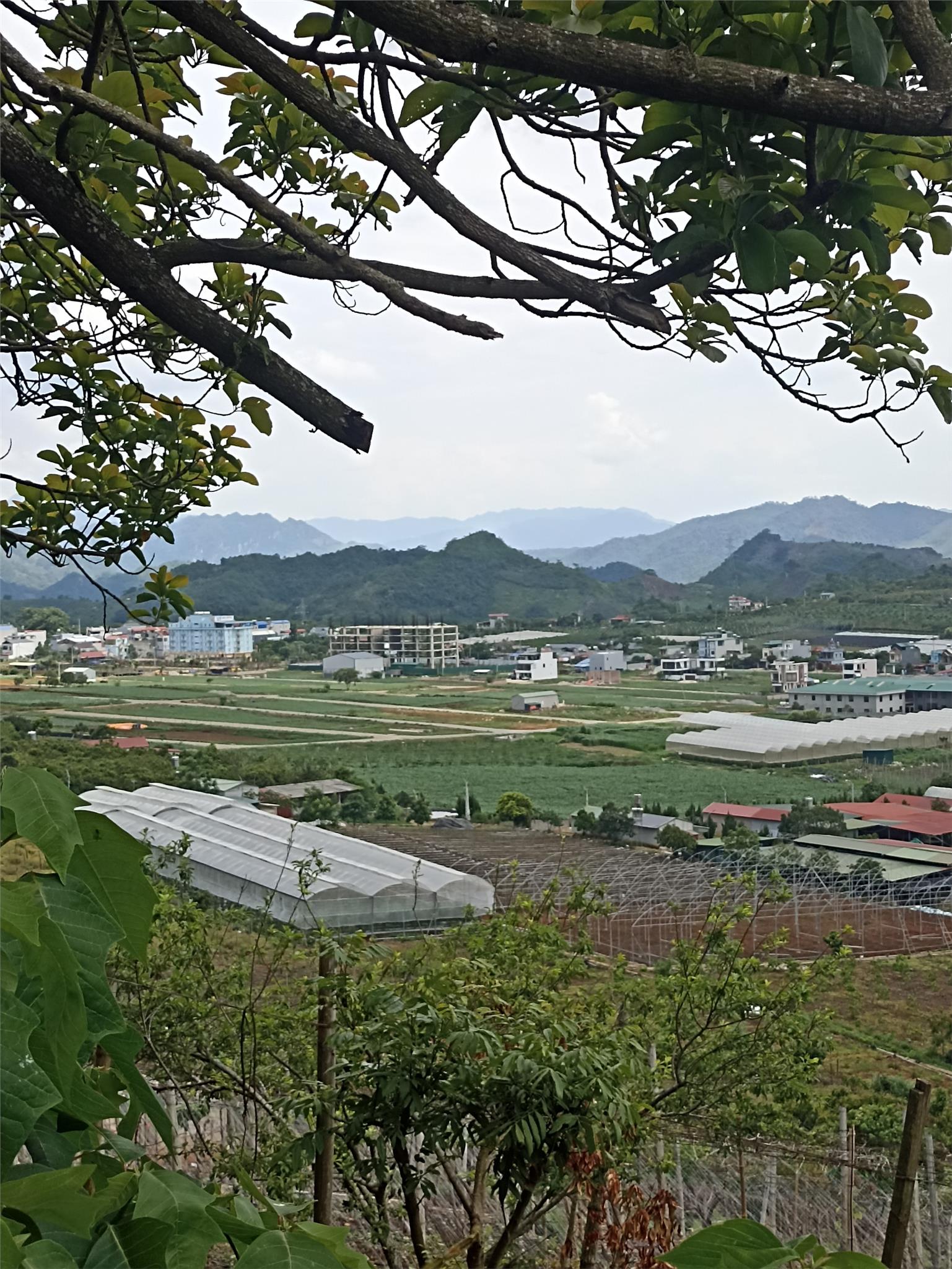 CẦN TIỀN CHO CON ĐI DU HỌC BÁN GẤP 1,1ha ĐẤT TẠI TT MỘC CHÂU-CÓ BÌA HNK.