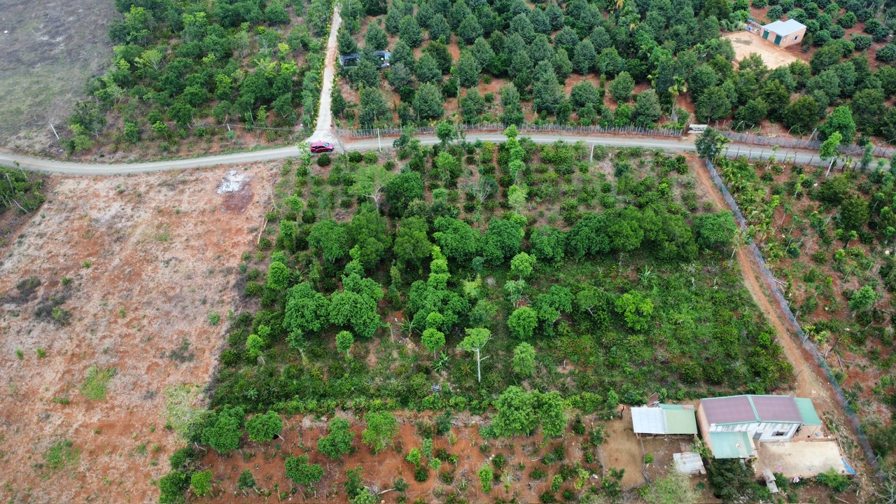 CHỈ 155TR CÓ CẢ 1 VƯỜN TRÁI CÂY: BƠ, SẦU RIÊNG, CÀ PHÊ, THANH LONG SẴN SỔ, SẮP LÊN BÊ TÔNG