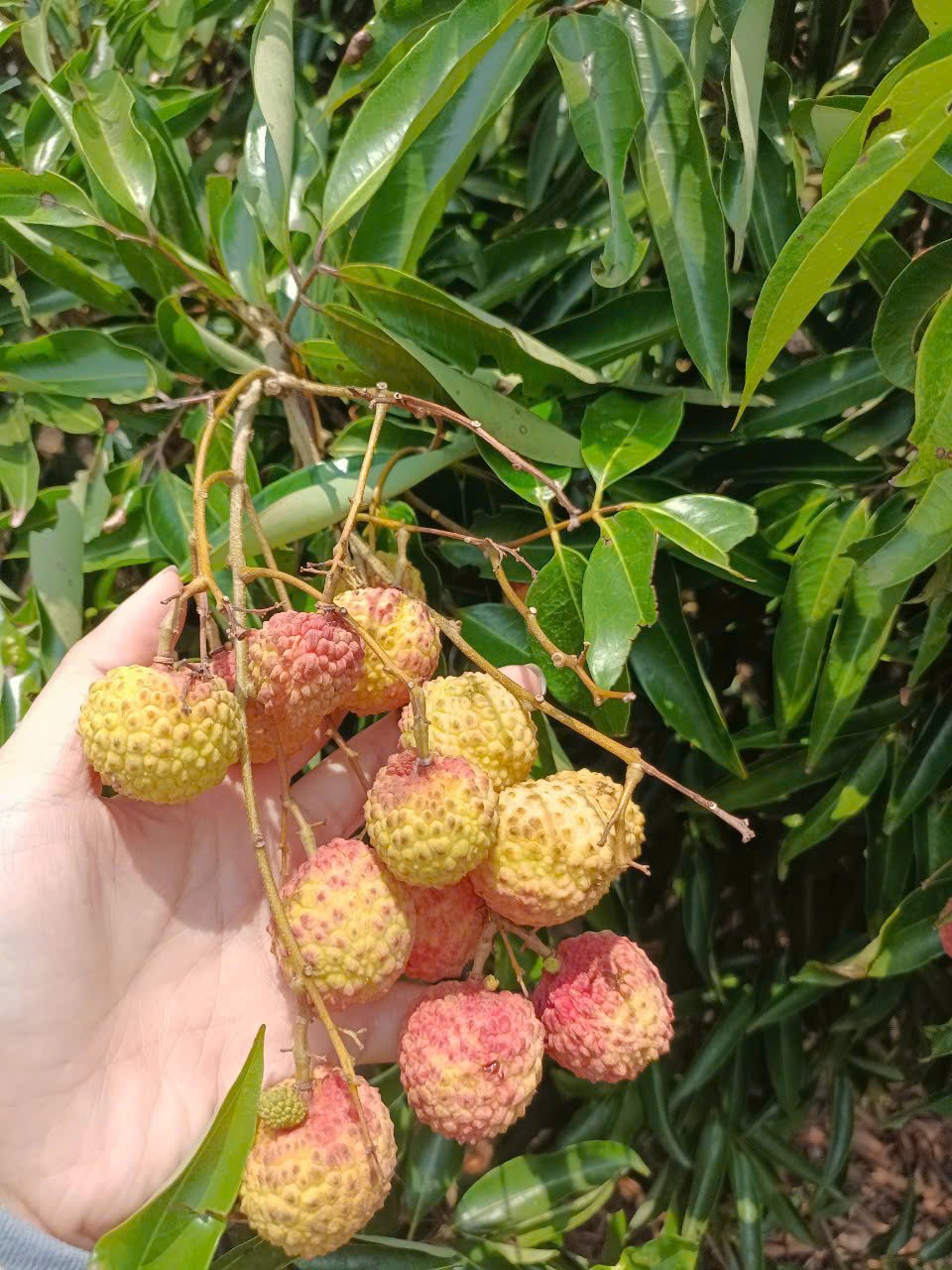 Bán Vườn Vải Thiều Xã Tam Giang - Huyện Krông Năng - Tỉnh DakLak