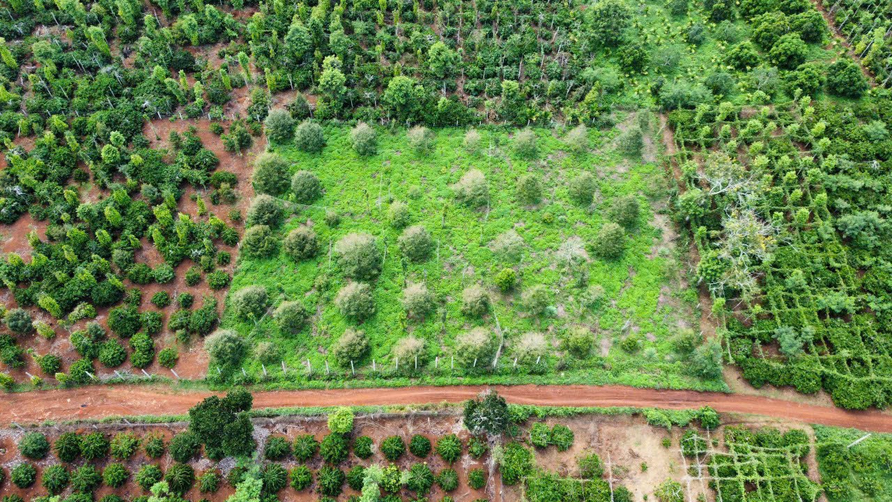 Bán Vườn Sầu Riêng 2000m2 full Hồng Phú Xuân - Krông năng - Đắk Lắk