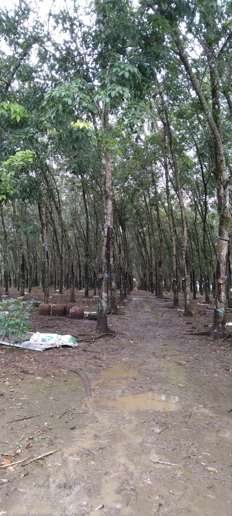 2,4 HA CAO SU, SẦU RIÊNG, CÓ NHÀ, CÓ AO, ĐIỆN NƯỚC ĐẦY ĐỦ, 7 TỈ.