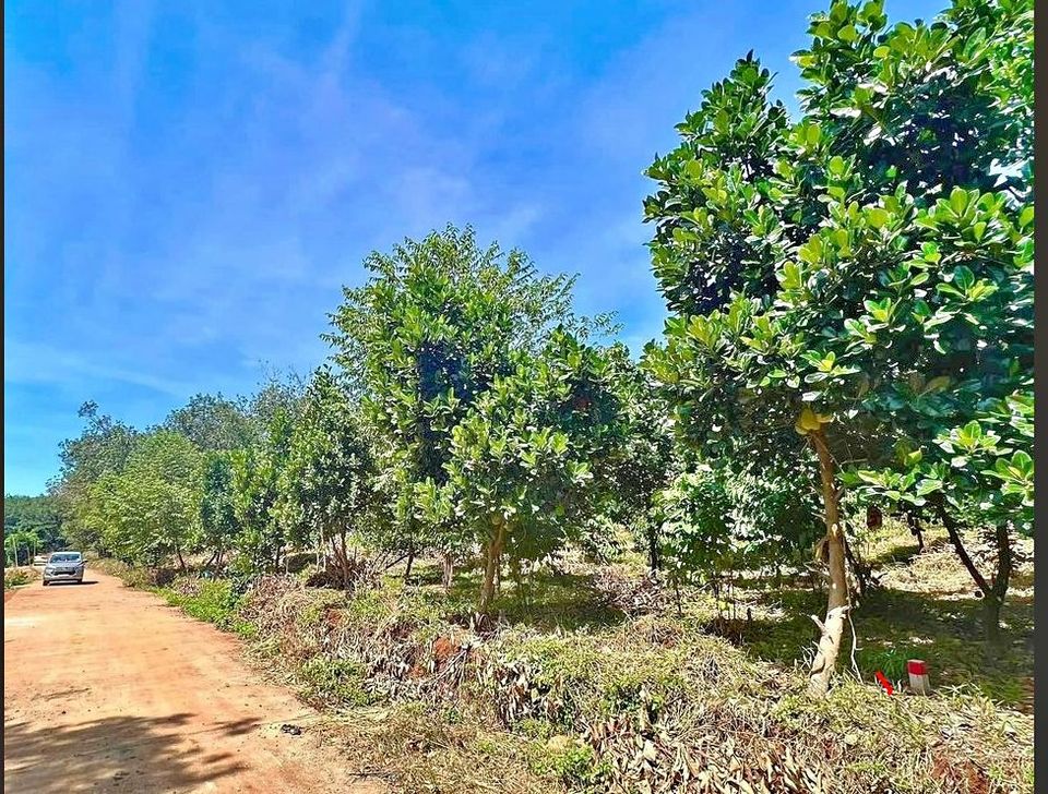 Kẹt tiền bán gấp 2205m2 thổ cư, 300TR, sát bên KCN, gần chợ, dân cư đông.