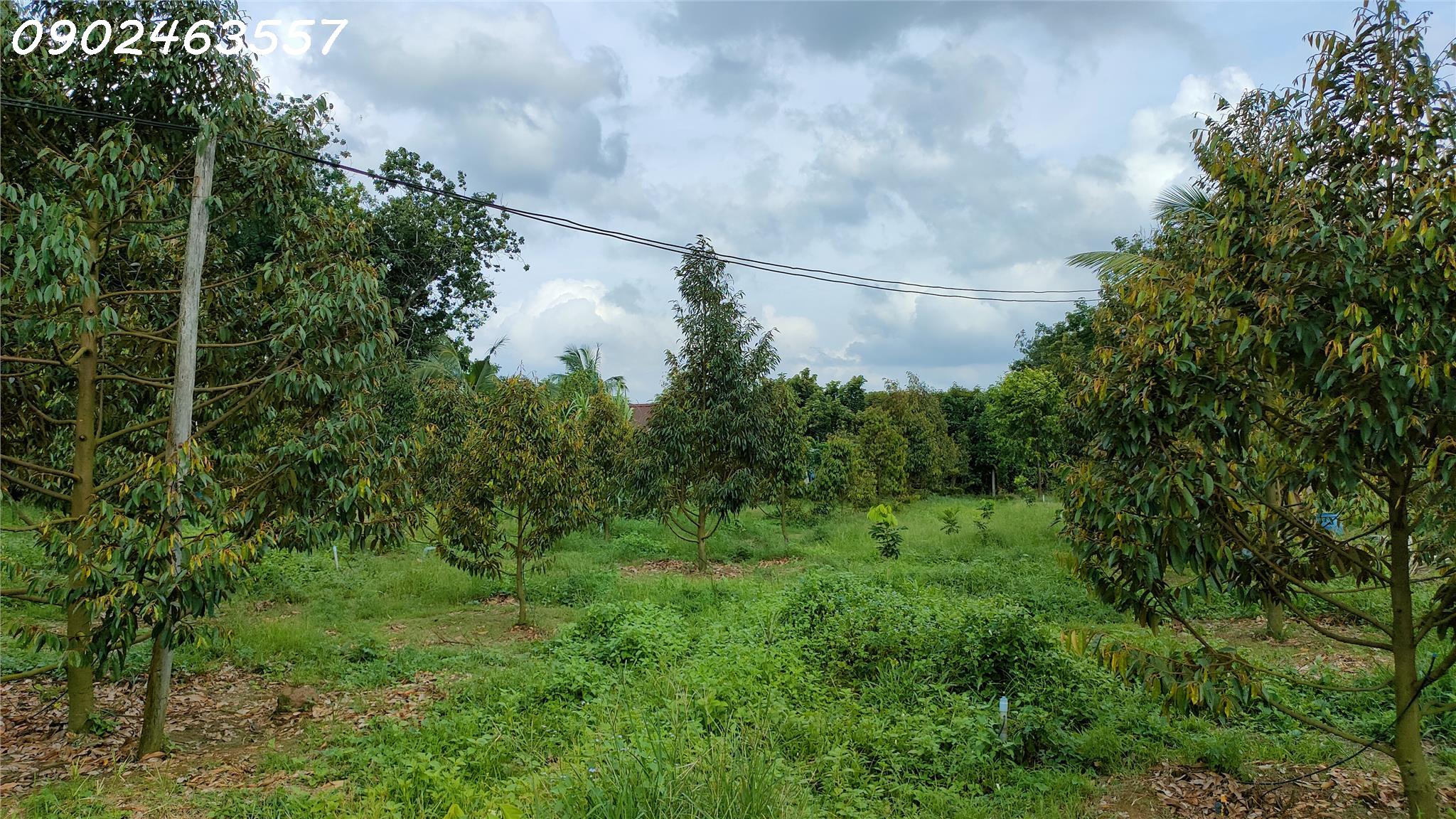 Lên Sóng: 1 Mẫu 4 Vườn Sầu Riêng, Vườn Cam Đang Cần Thanh Lý Gấp.