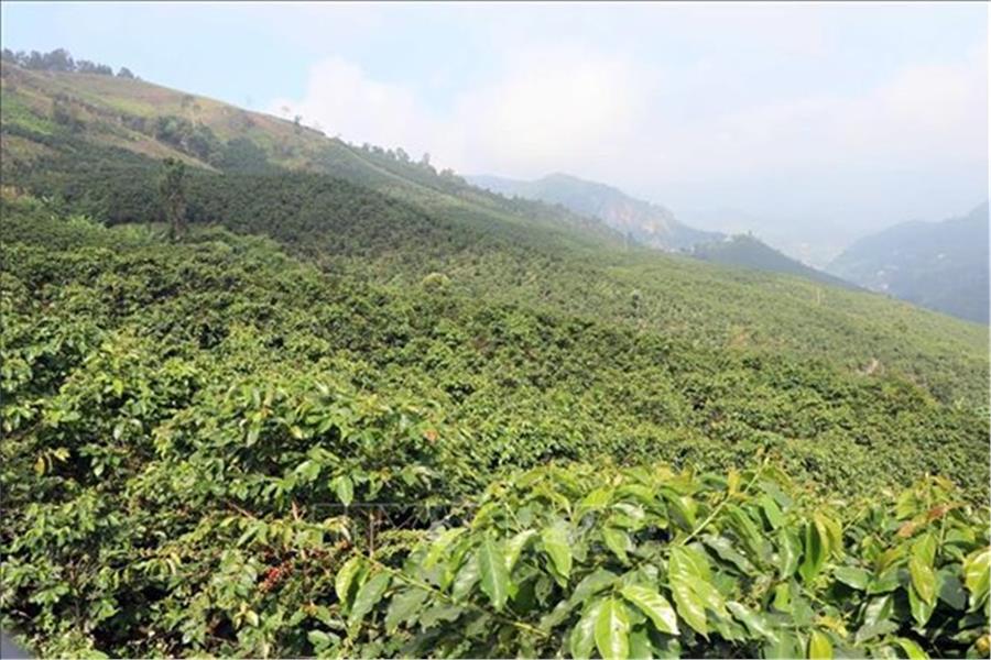 Bán vườn cà phê Lộc Bảo, Bảo Lâm, Lâm Đồng: 16.000 m2 chỉ hơn 4 tỷ..