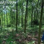  850m2 - 5