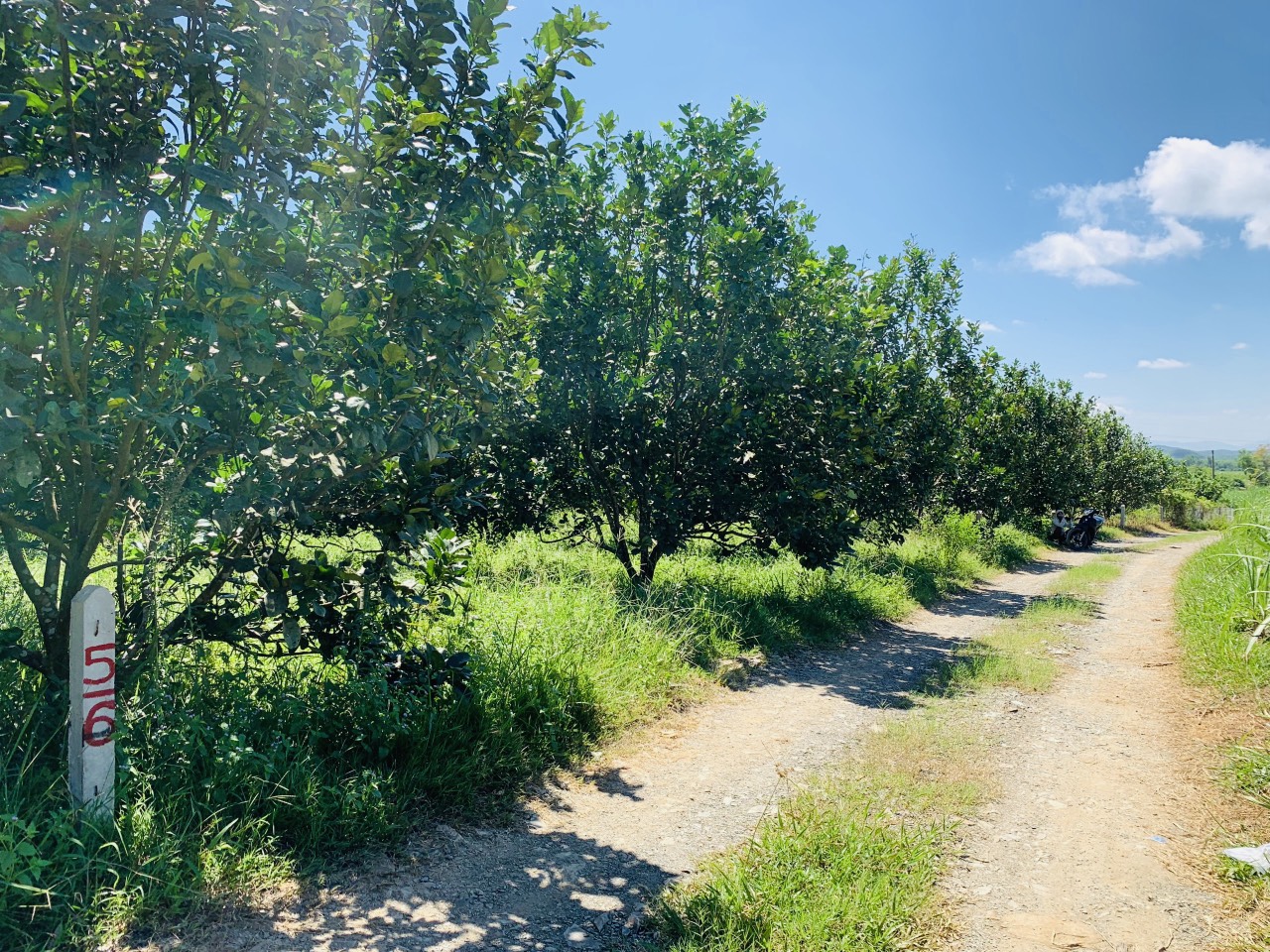 Bán vườn bưởi Khánh Trung giá rẻ gần Ủy ban xã.