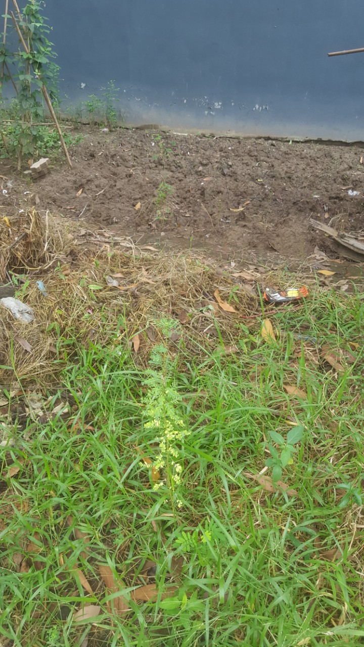 Lô góc 93m² Nguyễn Cao làn 2, kinh doanh tốt, nhỉnh 7 tỷ.