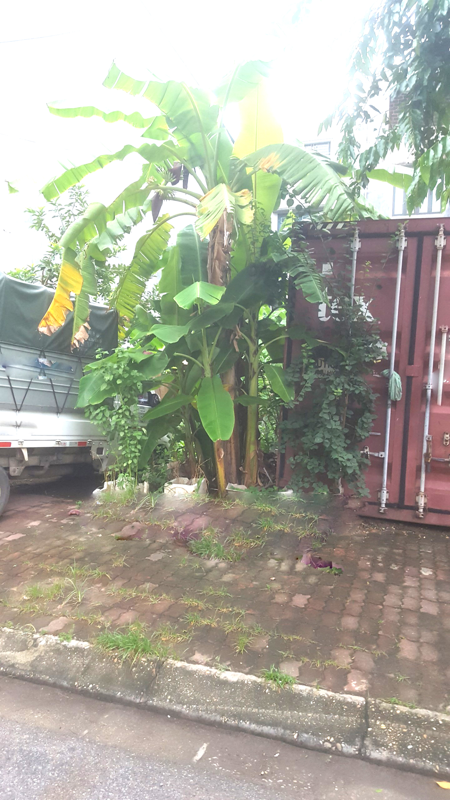 Bán đất phố Nguyễn Quyền hơn 100m², cắt lỗ 4 tỷ