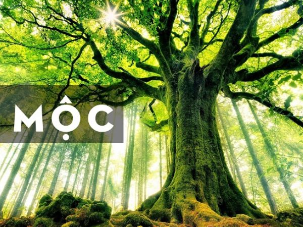 Tìm hiểu thông tin về người mệnh Mộc menh-moc-hop-xe-mau-gi-1