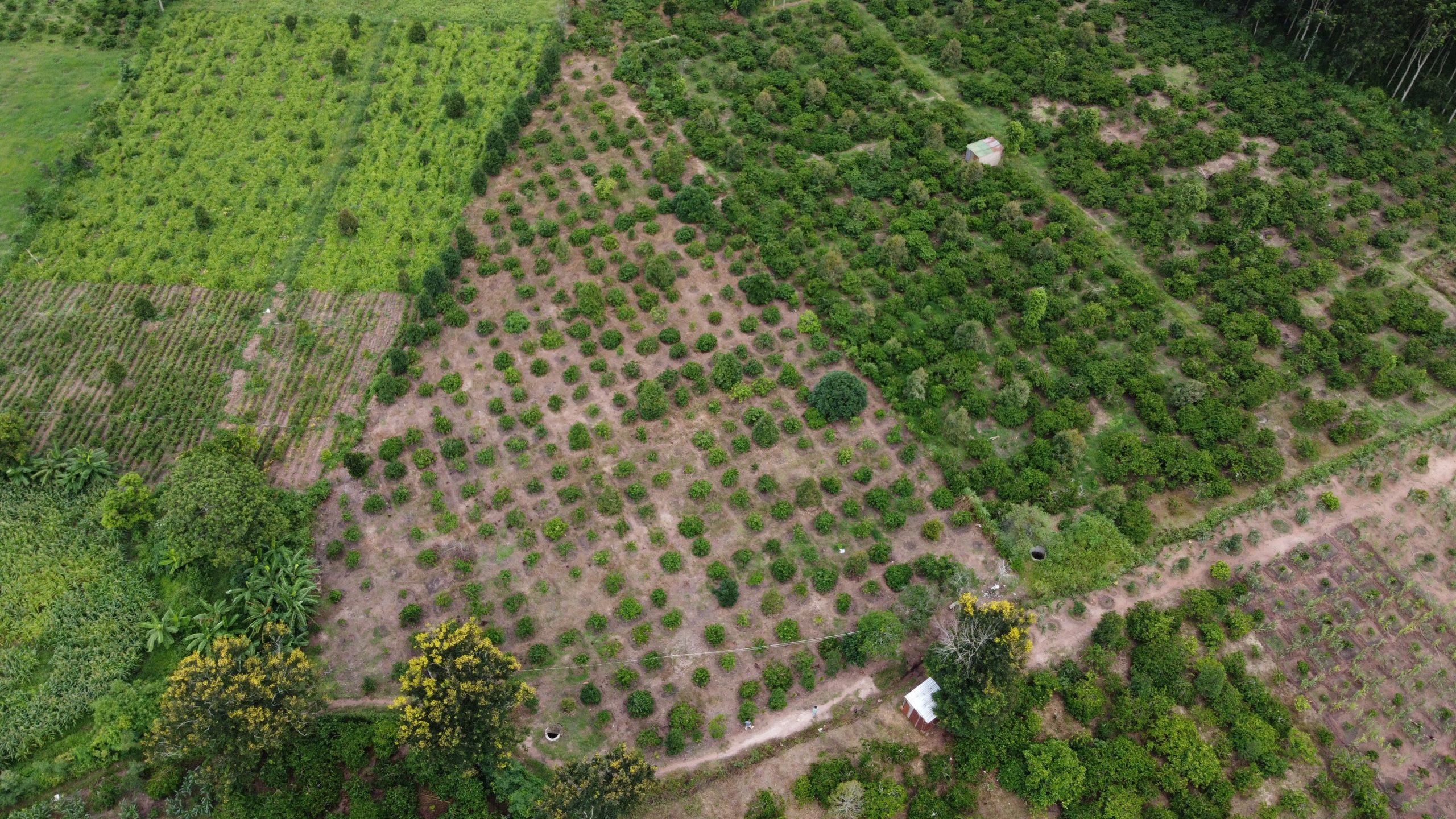 Bán 6000m Đất Vườn Sầu Riêng Xã Hòa Tiến - Huyện Krông Pắc - Tỉnh Đắk Lắk