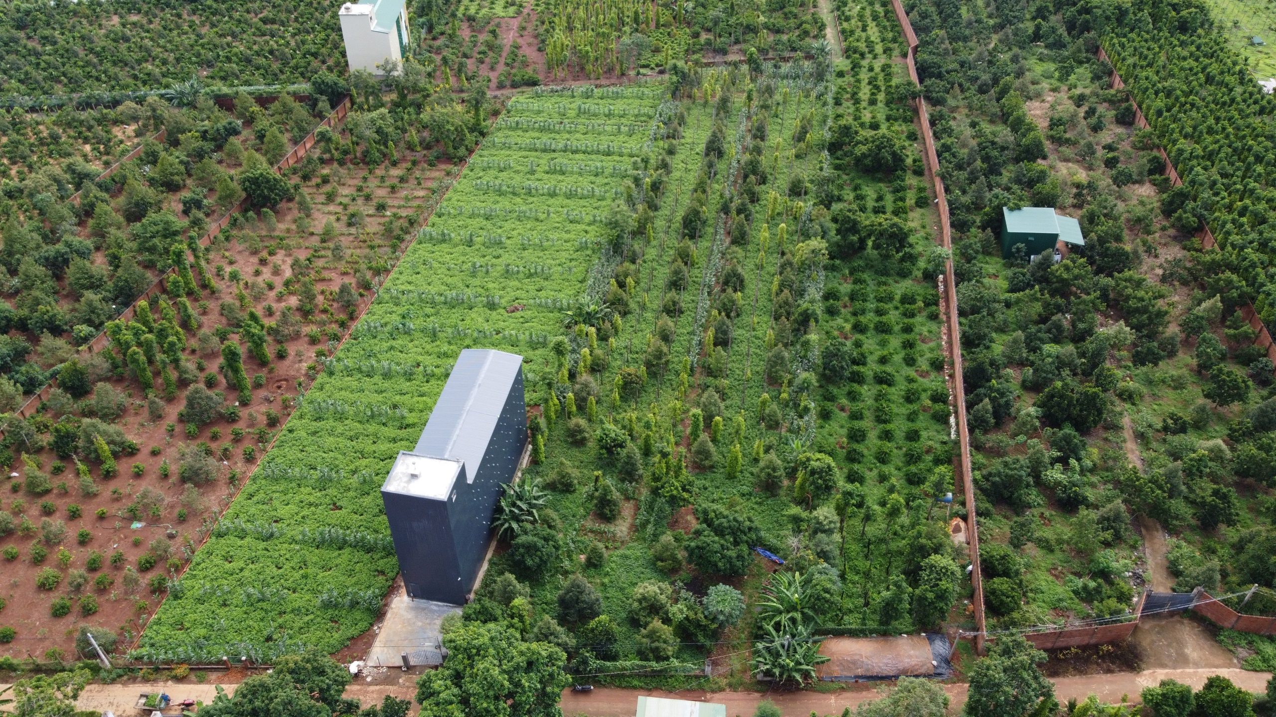 Bán 5000m Đất Vườn Sầu Riêng Full Hồng Xã Hòa Tiến - Huyện Krông Pắc - Tỉnh Đắk Lắk.