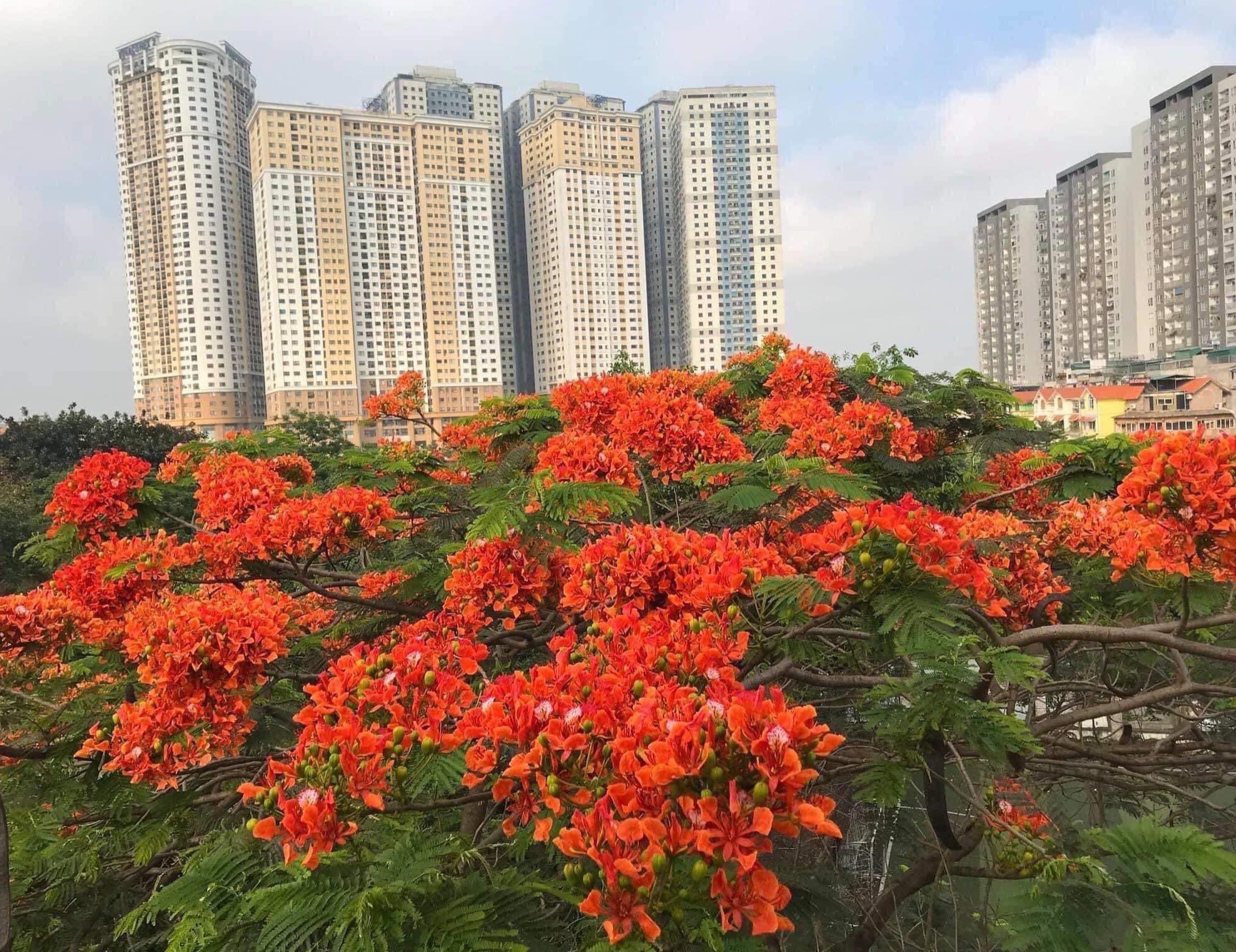 Bán nhà riêng Kim Giang, Đại Kim, Hoàng Mai. 50m2, Mt 4m, 4 tầng, giá 5.2 tỷ, ô tô tải đỗ cửa.