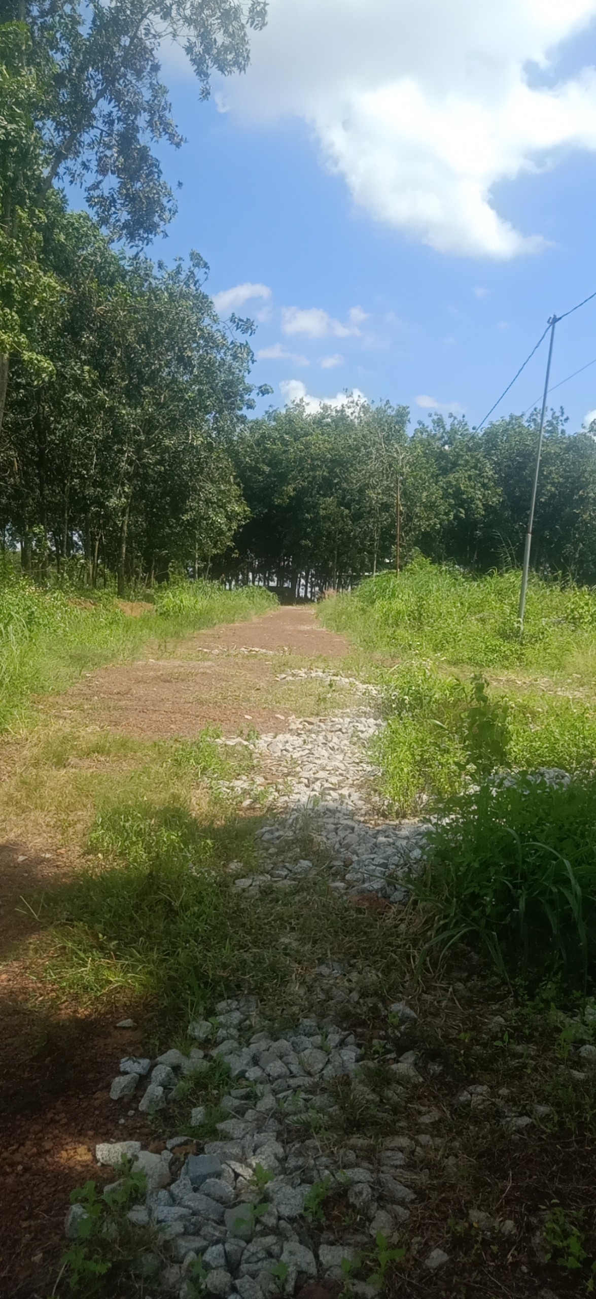 CHÍNH CHỦ CẦN BÁN 2 LÔ LIỀN KỀ THỊ TRẤN TÂN PHÚ, ĐỒNG PHÚ, BÌNH PHƯỚC.