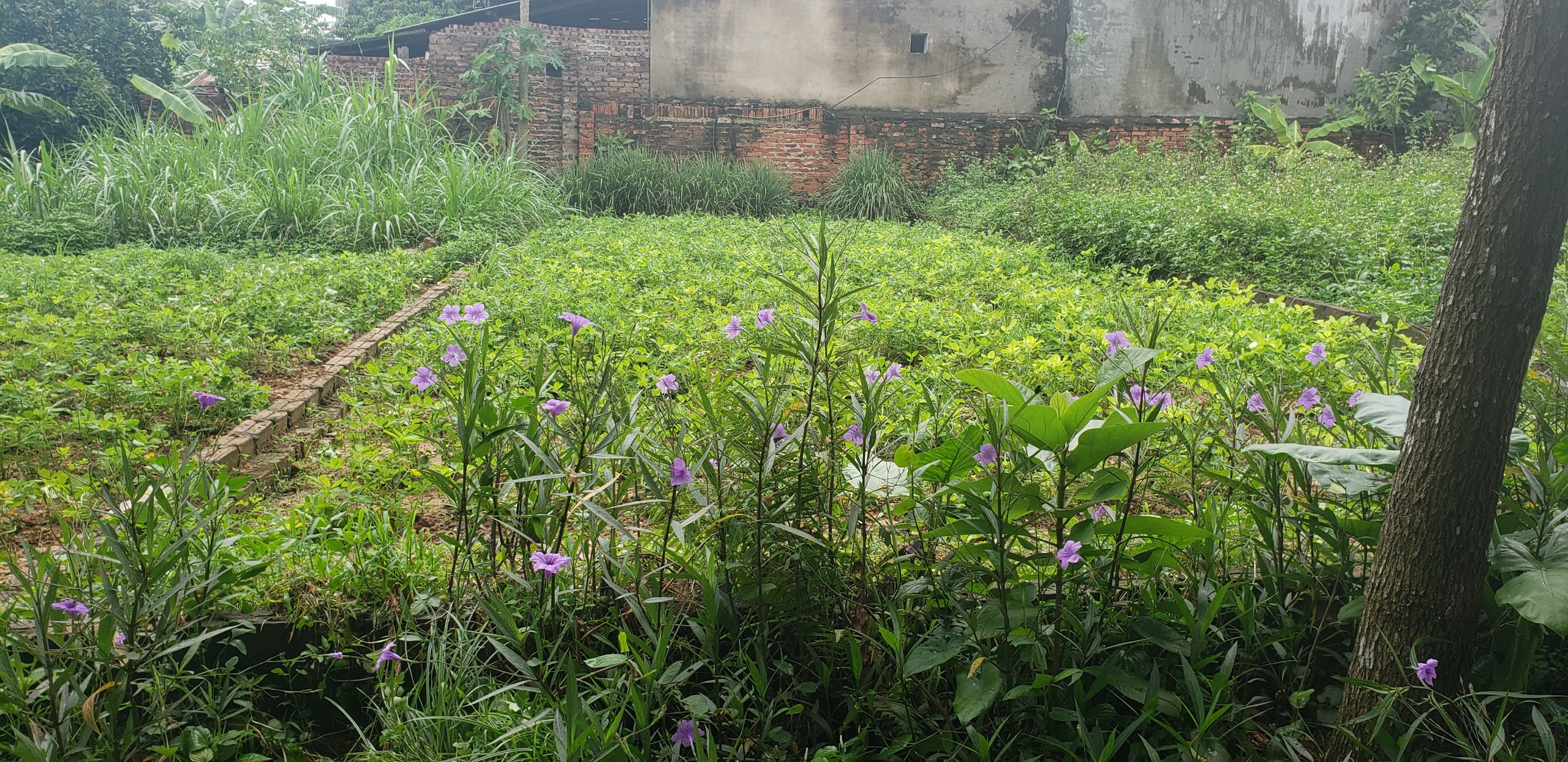 Chính Chủ Cần Bán đất xã Phù Linh , huyện Sóc Sơn , tp Hà Nội.