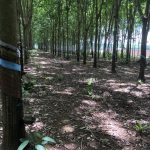  15000m2 - 6