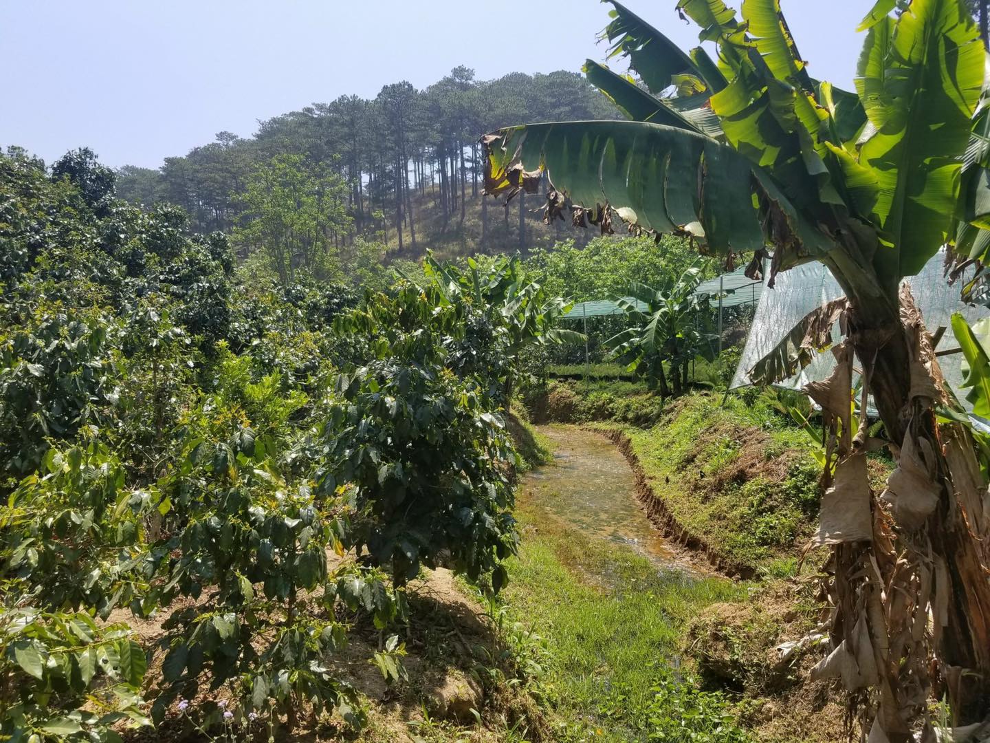 Bán 1480m2 đất Xuân Thọ chỉ 1,5 tỷ cách chợ Đà Lạt 17km.