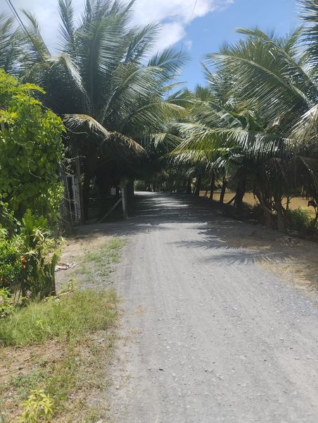 Hơn 4000m2 đất nghĩ dưỡng mặt tiền nhựa Nguyễn Trung Kiên Bình An Song Bình Chợ Gạo Tiền Giang.