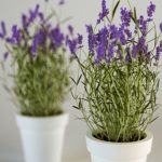 cay-de-phong-ngu-hop-menh-hoa-cay-oai-huong-bia