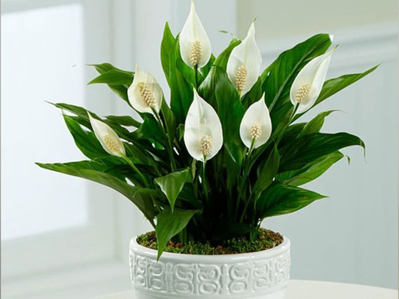 cay-de-phong-ngu-hop-menh-thuy-bia