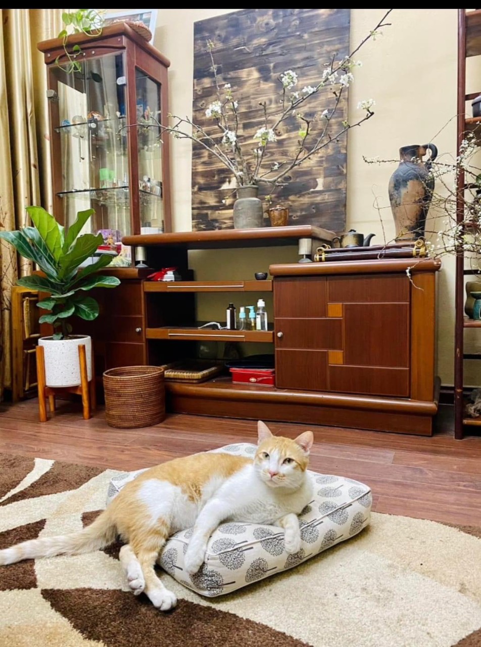 BÁN NHÀ HOÀNG HOA THÁM NHÀ ĐẸP TRUNG TÂM BA ĐÌNH GIAO THÔNG THUẬN TIỀN DT RỘNG GIÁ SIÊU RẺ