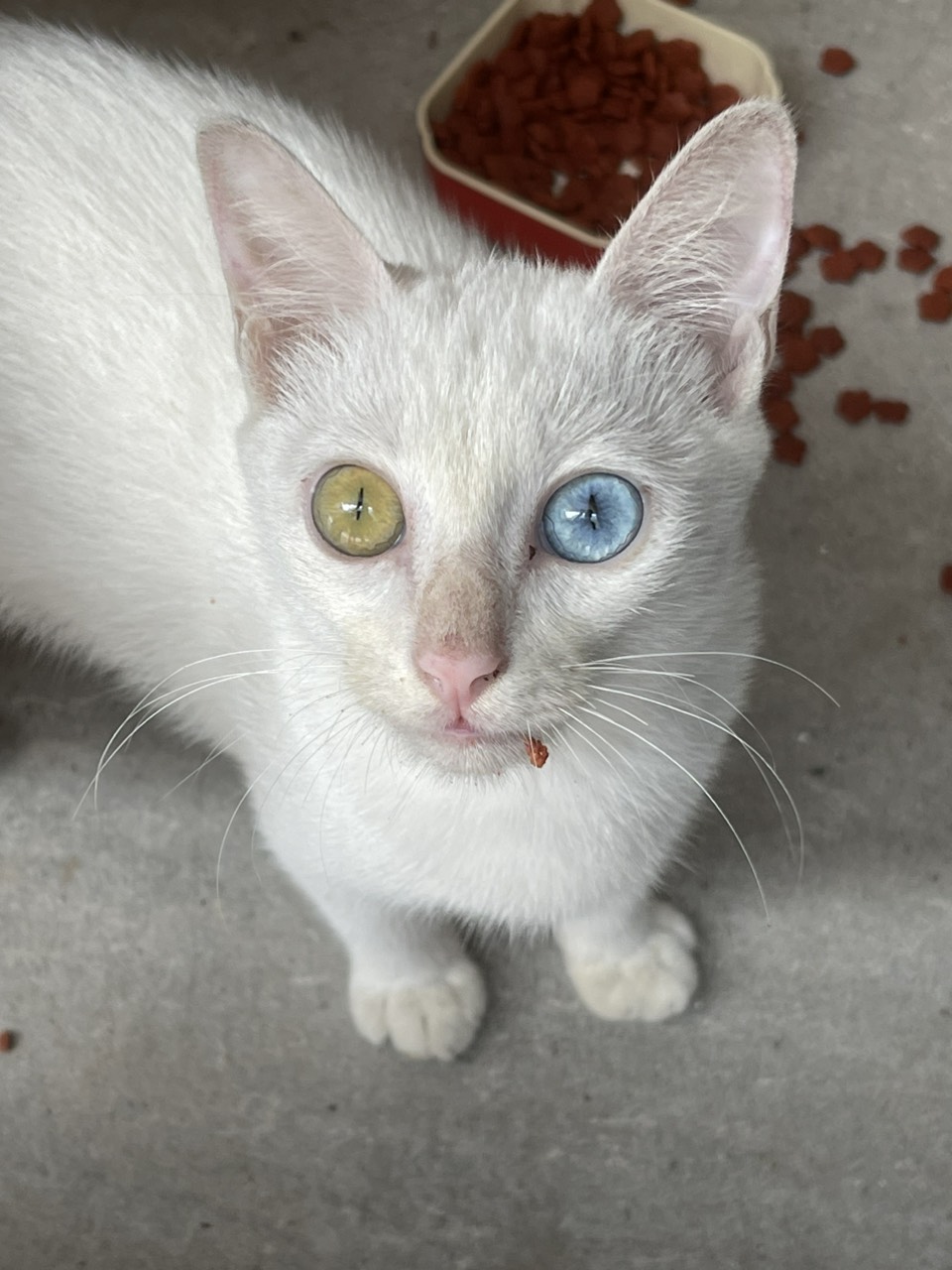 Chỉ 6,x Tỷ nhà Mới Đẹp Ở Ngay Phân Lô Ô Tô Vào Nhà Quang Trung 56m2 (4,5x12,5) 5 Tầng.