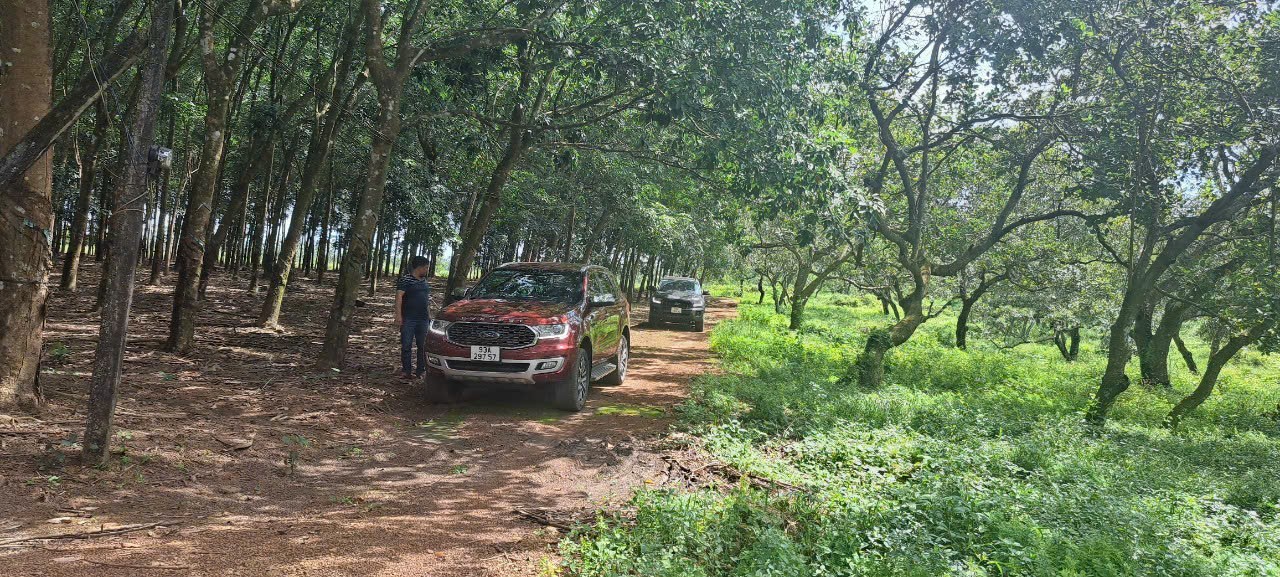 1,1 HA RẪY ĐIỀU, 70M MẶT TIỀN, PHÚ RIỀNG, BÌNH PHƯỚC, GIÁ 950TR.