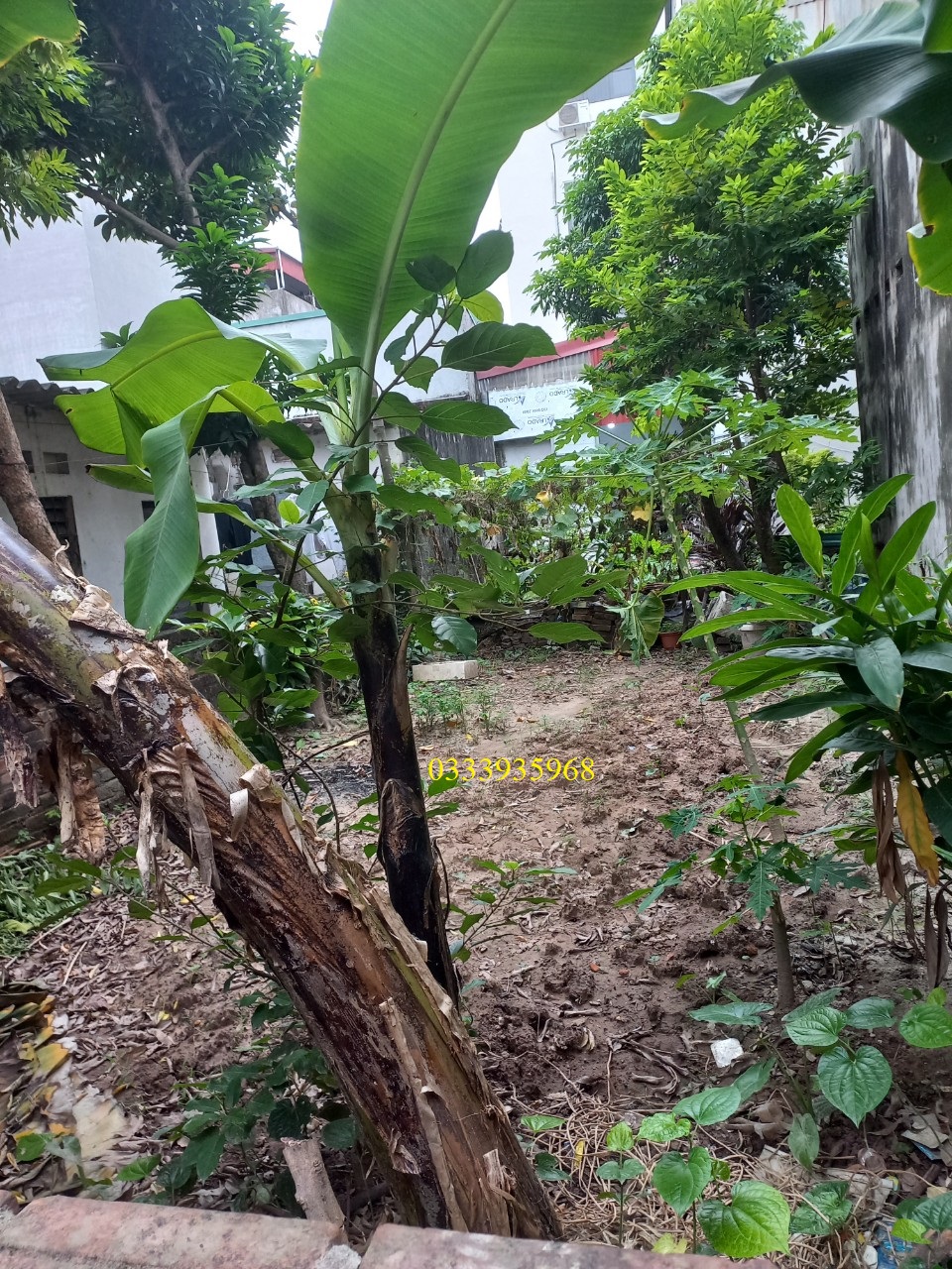 ĐẤT HÓT NGÕ 195 PHÚC LỢIDIỆN TÍCH 52M2 GIÁ 3.1 TỶ.