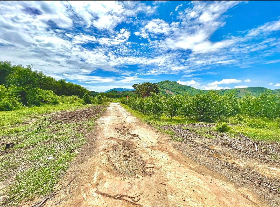 Bán đất làm vườn Diên Tân gần Hương Lộ 62.