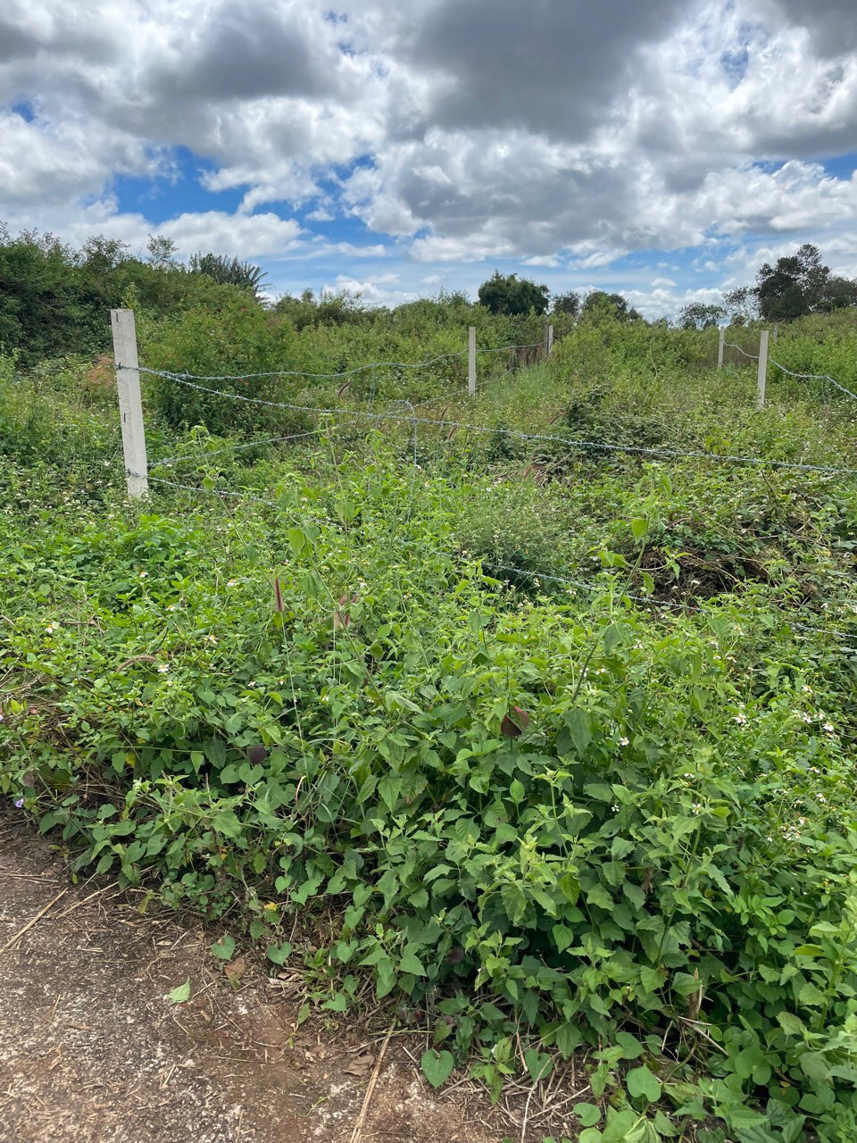 CHÍNH CHỦ CẦN BÁN ĐẤT XÃ BIỂN HỒ , PLEIKU , GIA LAI.