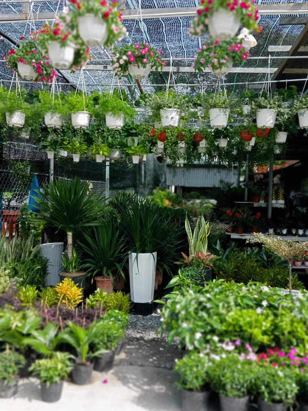 * CHÍNH CHỦ CẦN SANG NHƯỢNG LẠI VƯỜN KIỂNG MẶT TIỀN ĐƯỜNG TỈNH 743A – TP. DĨ AN – TỈNH BÌNH DƯƠNG *