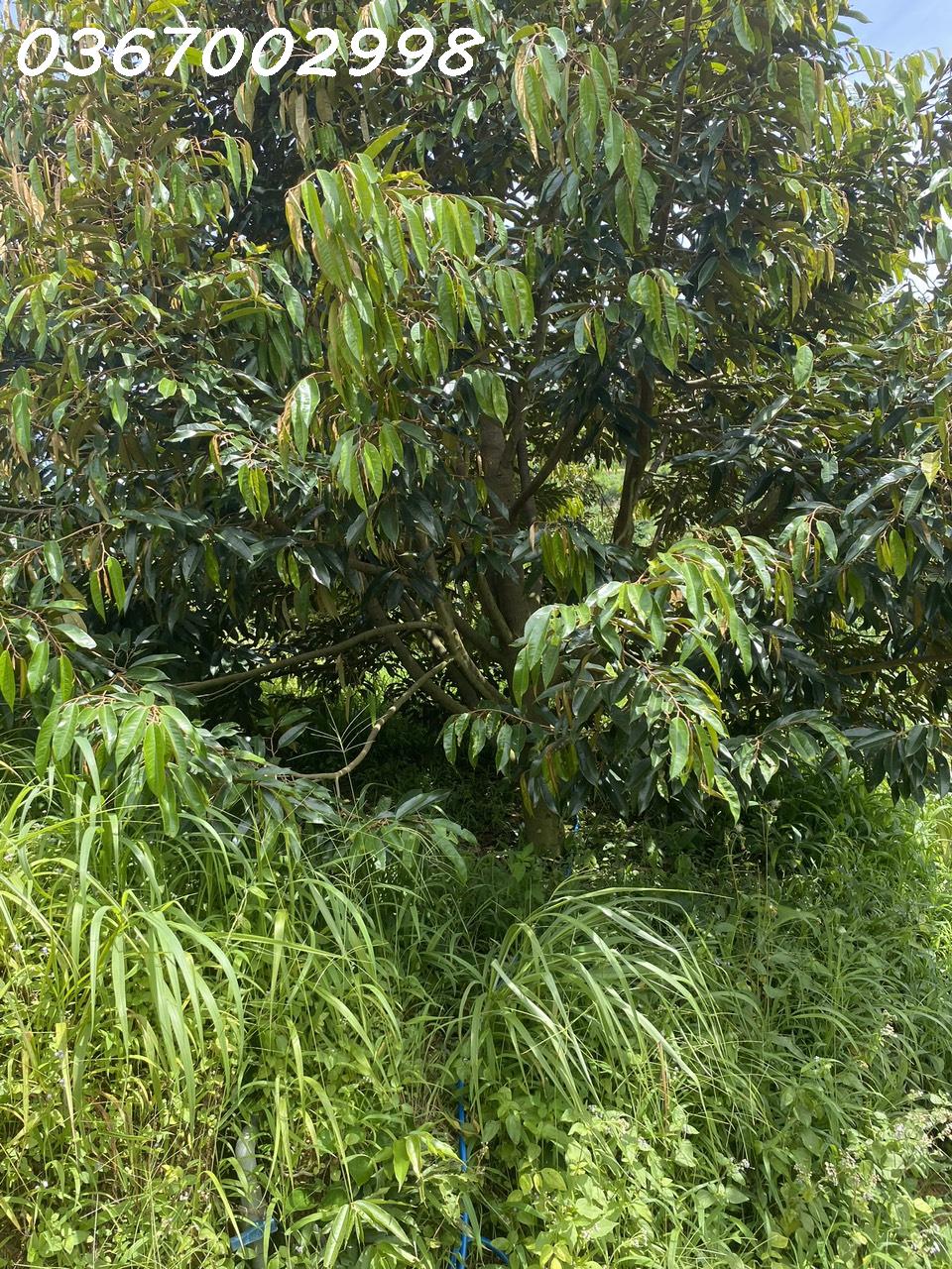 CHÍNH CHỦ CẦN BÁN GẤP LÔ ĐẤT Trồng Cây Lâu Năm