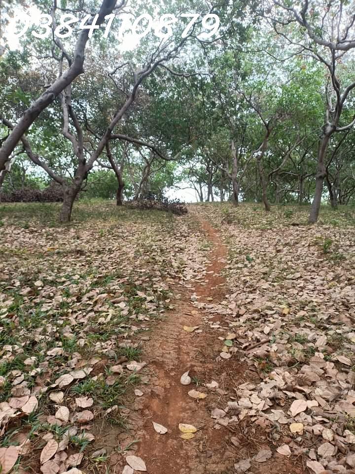 3HA ĐIỀU, XÃ ĐỒNG NAI, BÙ ĐĂNG, BÌNH PHƯỚC, 1,8 TỶ