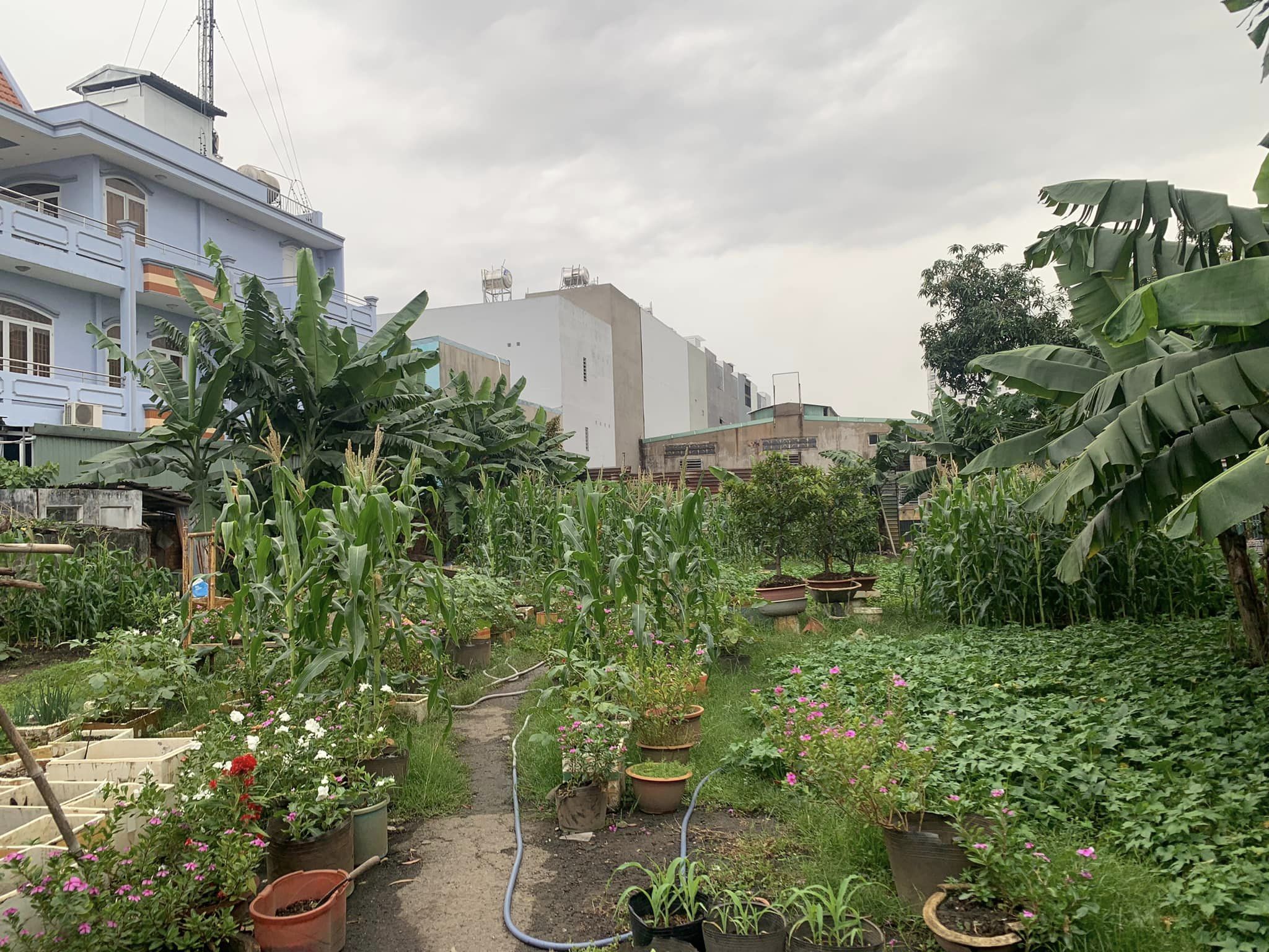 ĐẤT ĐÔNG HƯNG THUẬN - NGUYỄN VĂN QUÁ - 1.058m2- THỔ CƯ 100%