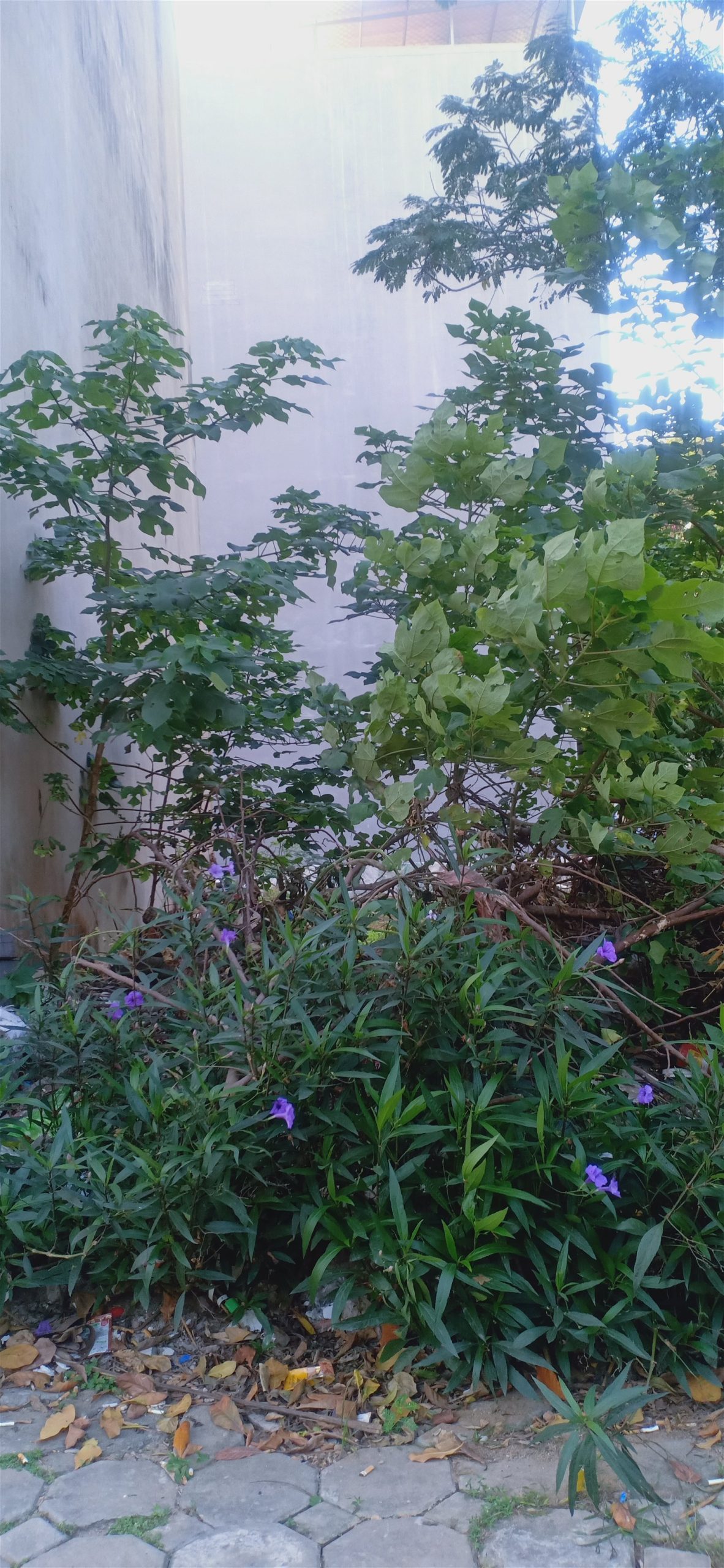 LIỀN KỀ MẬU LƯƠNG, 2 MẶT THOÁNG DT: 52M X MT 12m x 8,4 tỷ