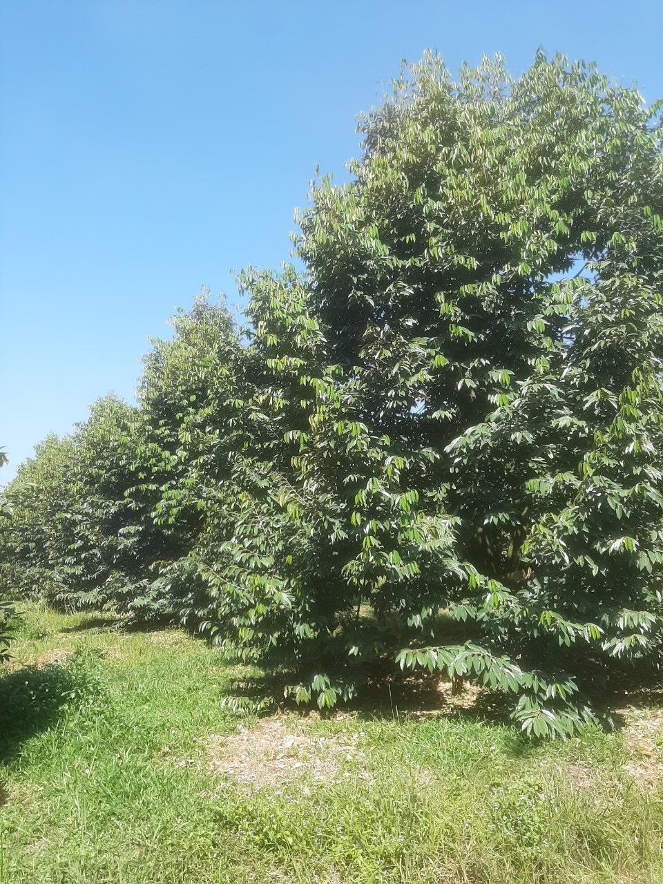 Cần bán gấp lô 6000m² tại Gò Dầu, Tây Ninh