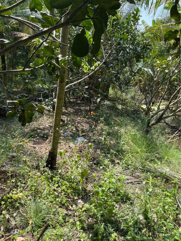 ❌ XẢ LỖ GẤP LÔ ĐẤT VƯỜN TẠI ẤP KÍNH GIỮA 1, XÃ KẾ THÀNH, HUYỆN KẾ SÁCH, TỈNH SÓC TRĂNG