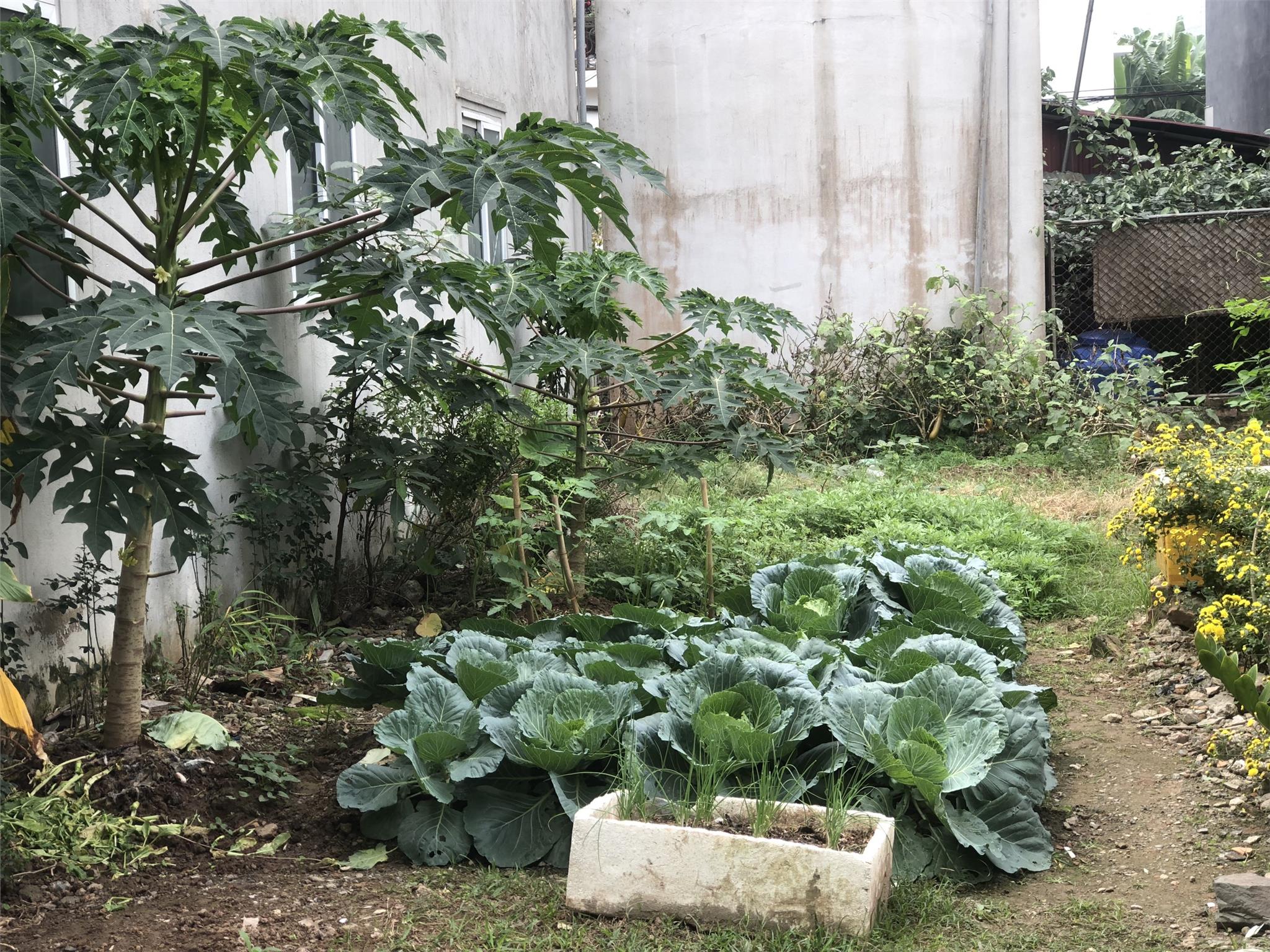 44m2 đất Phượng Đồng, Phụng Châu, đường 3m, gần Lê Văn Lương, giá 790 triệu.