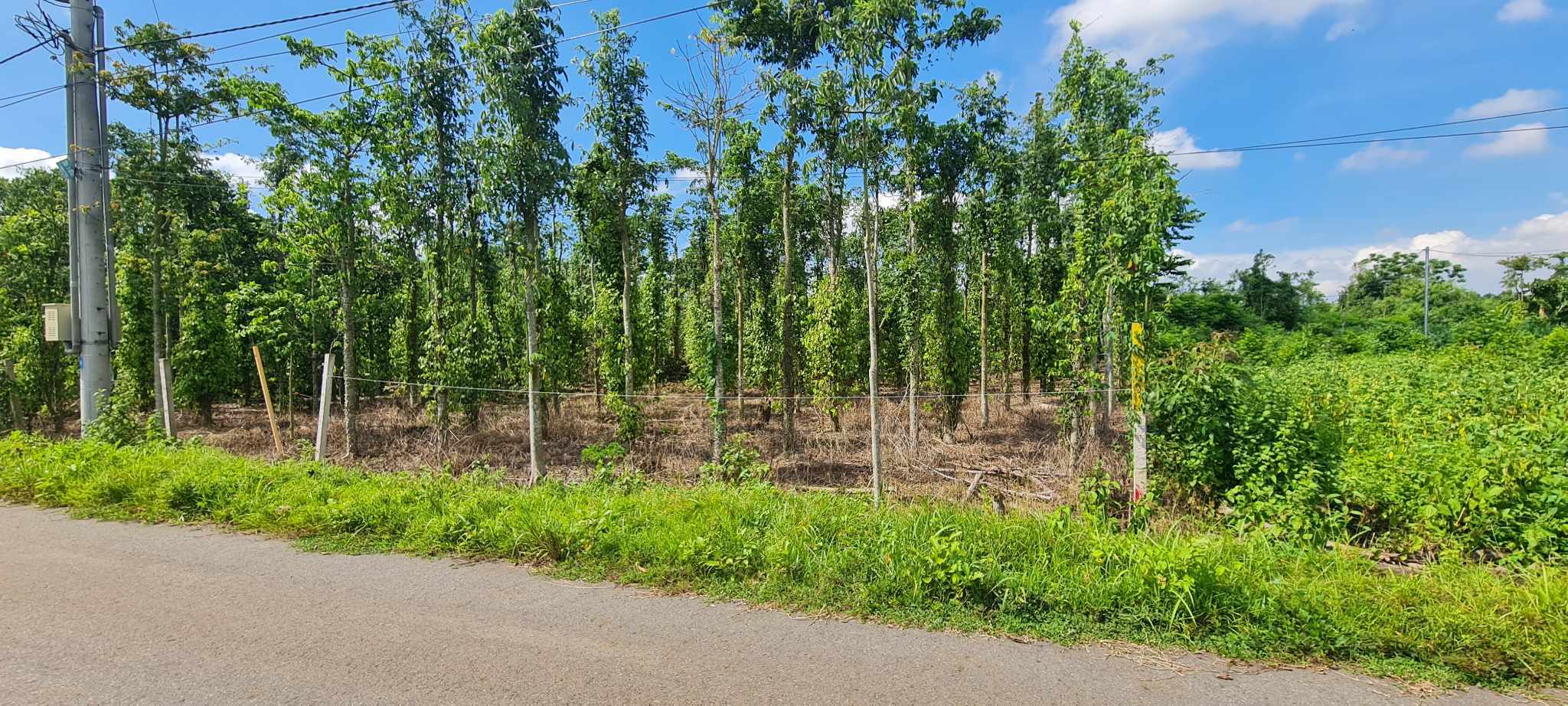 Bán đất thổ cư mặt tiền nhựa Đường 29, xã Nghĩa Thành, H. Châu Đức, BR-VT. ..