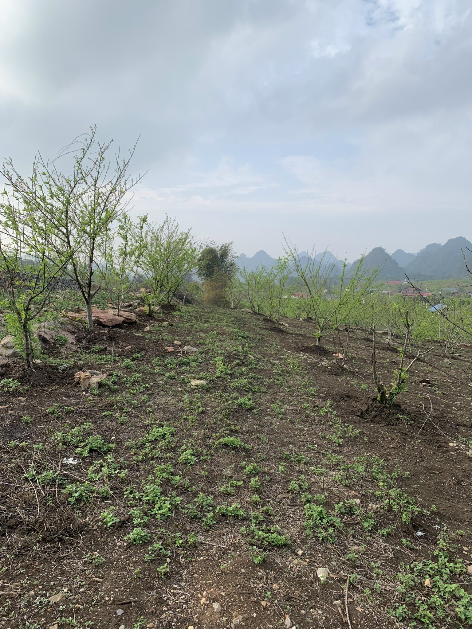 ĐẤT NỀN MỘC CHÂU NGAY TẠI MƯỜNG SANG CHÍNH CHỦ CƠ HỘI CHO CÁC NHÀ ĐẦU TƯ