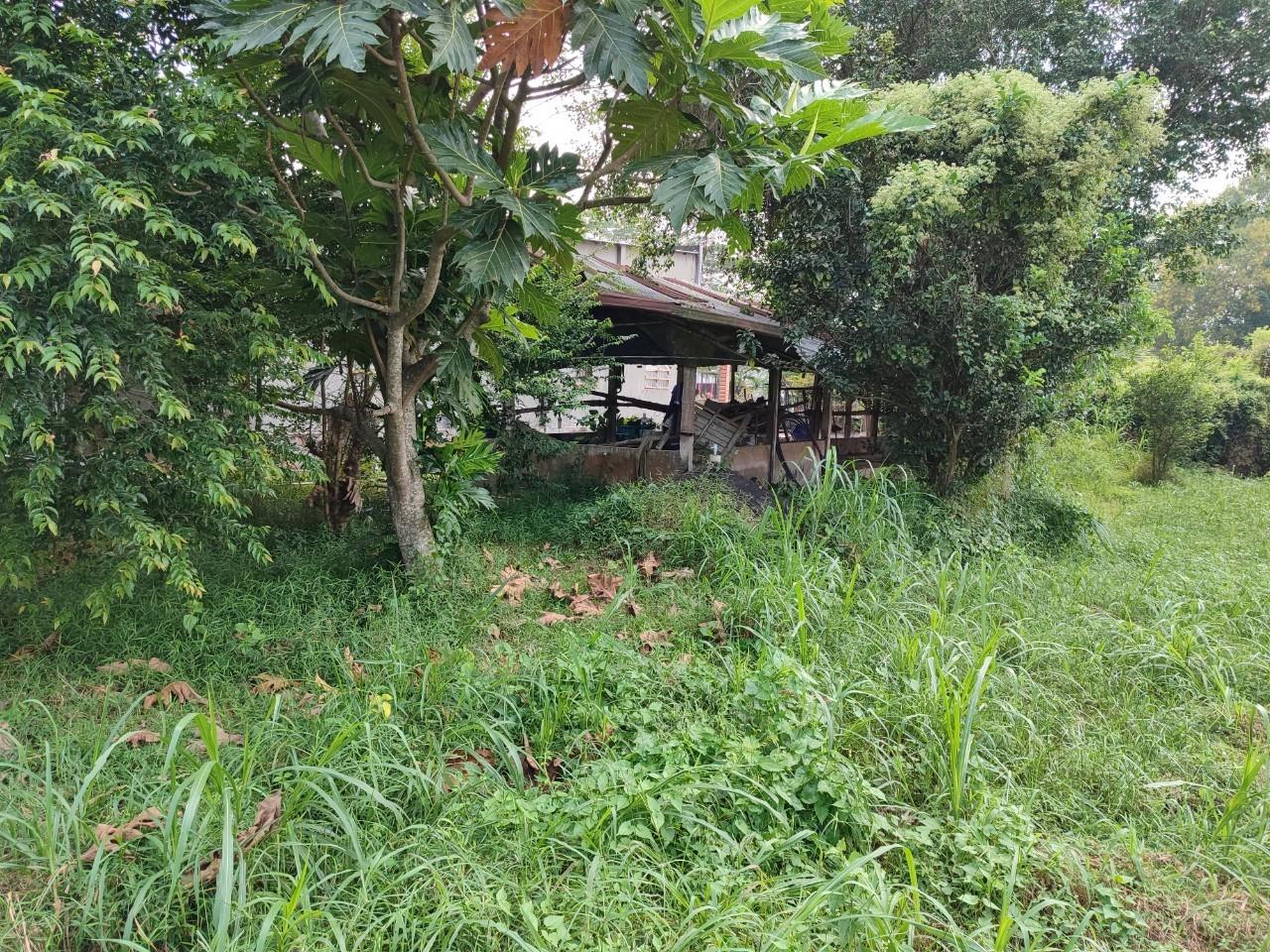 Cần bán gấp lô 1000 m² tại xã Tân An Hội huyện Củ Chi, TP.HCM