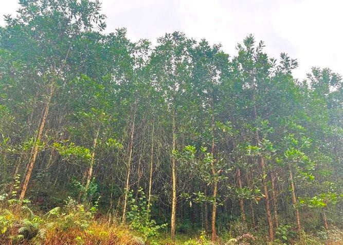 ♥ Đất Tam Kỳ An Phú 5215m2, trung tâm, gần Biển giá đầu tư