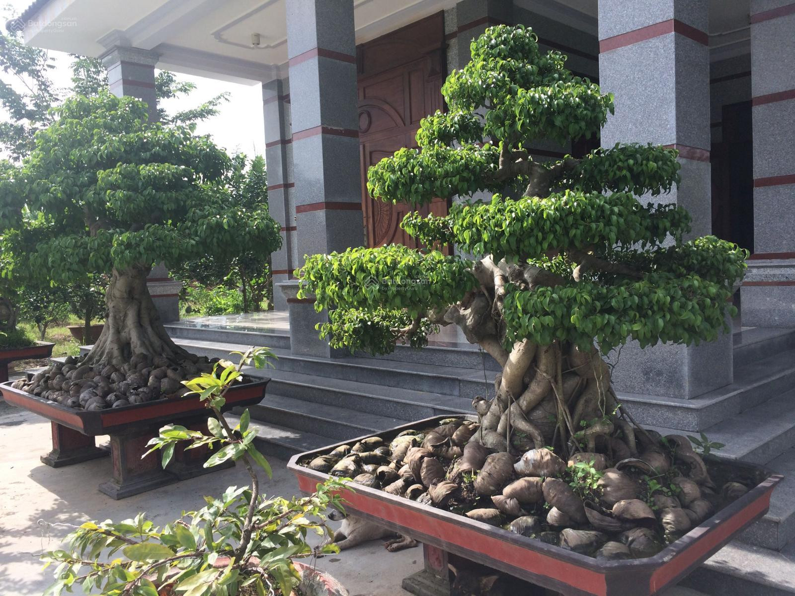 Bán 1hecta đất 85m mặt tiền đường Bến Ván (DH610), Long Nguyên, Bàu Bàng, Bình Dương