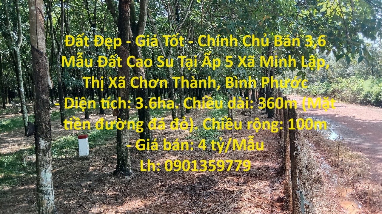 Đất Đẹp - Giá Tốt - Chính Chủ Bán 3,6 Mẫu Đất Cao Su Tại Ấp 5 Xã Minh Lập, Thị Xã Chơn Thành, Bình Phước