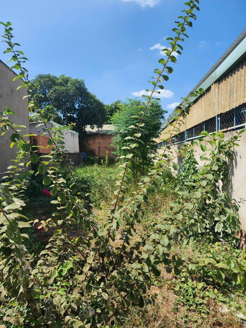 Bán lô đất 217m2 full thổ cư - Đường Hoàng Diệu 2, P. Linh Trung Thủ Đức