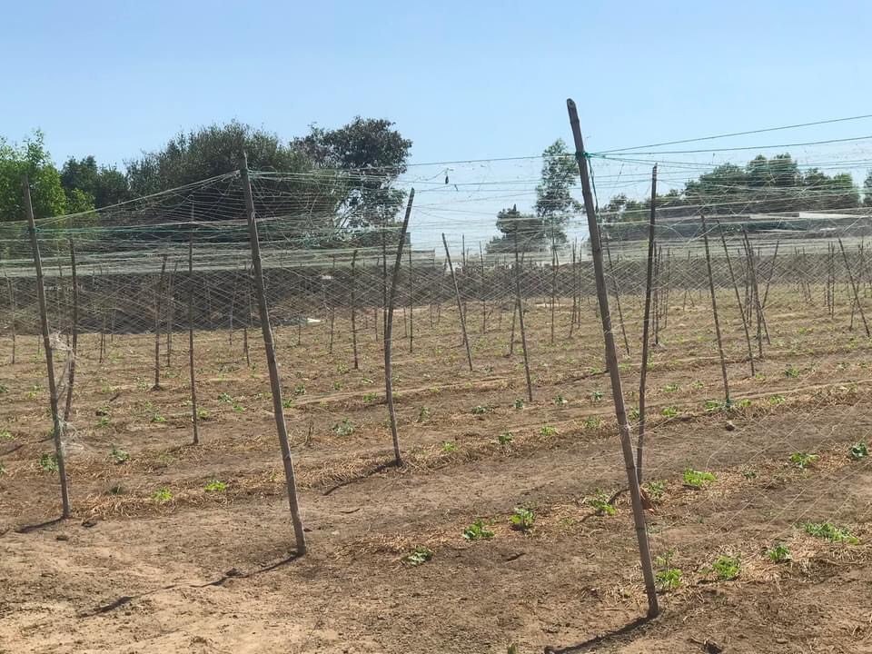 Giảm mạnh 4ty cho lo đất 1,3ha tại phước hội - đất đỏ - vũng tàu