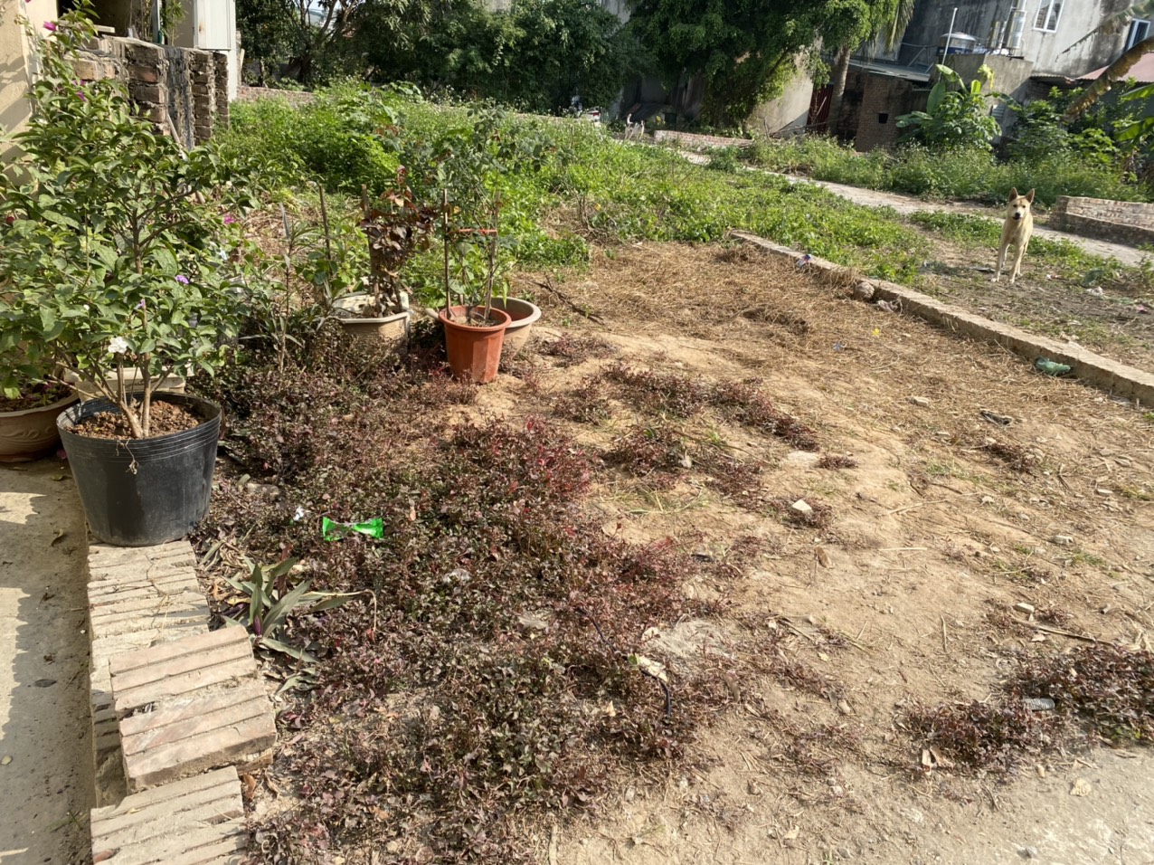 Bán mảnh đất Ô Tô 7 chỗ vào Dt 48m Tự nhiên - Thường Tín giá 7xx Triệu/m