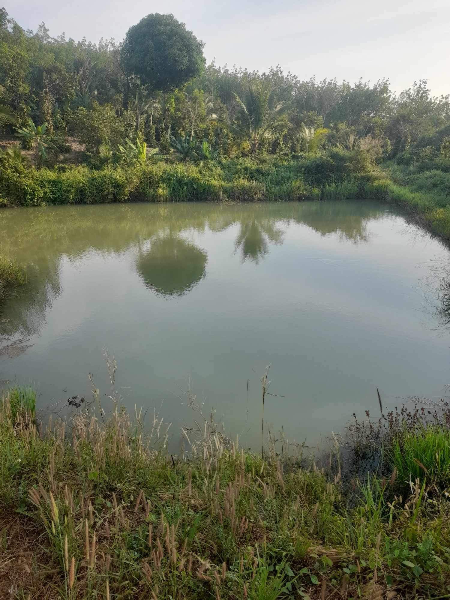 CẦN BÁN ĐẤT TRỒNG CÂY HUYỆN HÀM THUẬN BẮC - BÌNH THUẬN