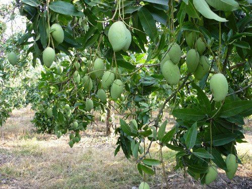 Chính Chủ Cần Bán Đất Vườn tại Khu Vực xã Đắk Gằn, Đắk Mil, Đắk Nông