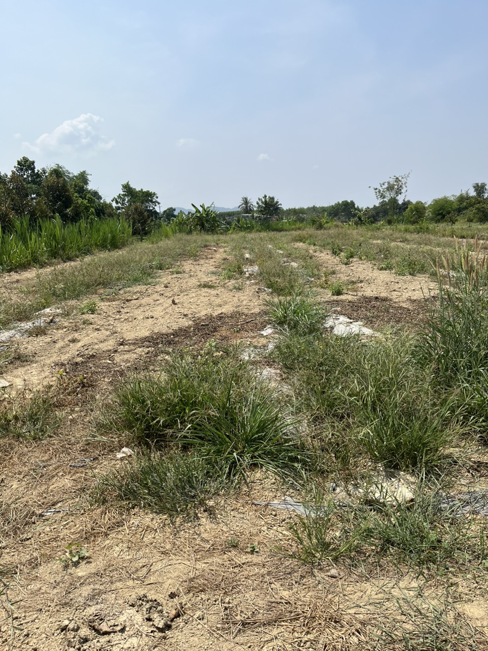 CHÍNH CHỦ BÁN LÔ ĐẤT Ở ĐẠ TÉH - LÂM ĐỒNG