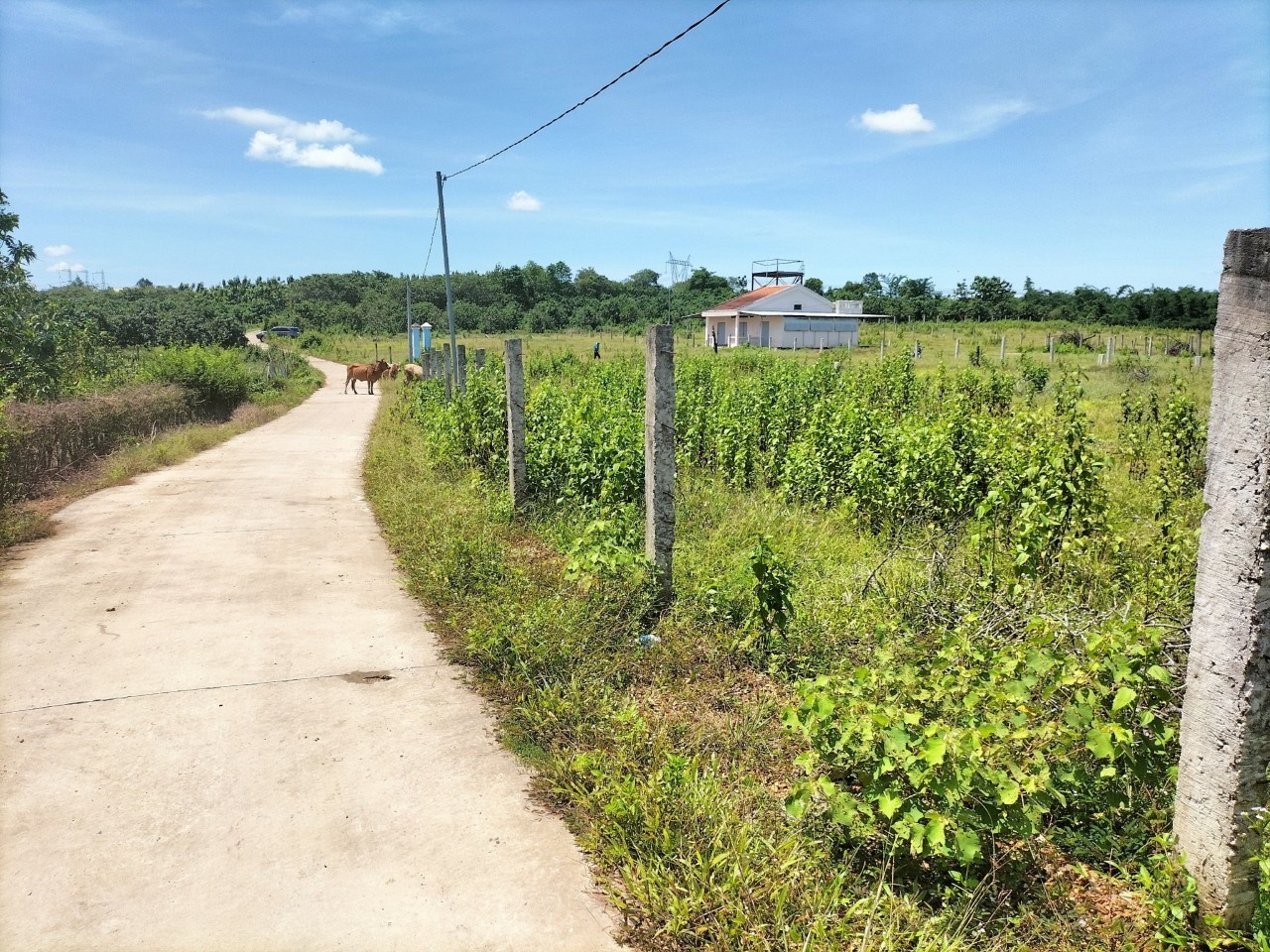 Chính chủ cần bán 2000m² đã tách sẵn 6 lô đất nền dt từ 200m - 300m² full thổ cư toàn bộ và 1 lô đất vườn 900m²